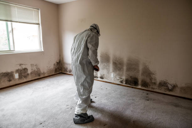 Best Fast Mold Removal  in Arnold, MD